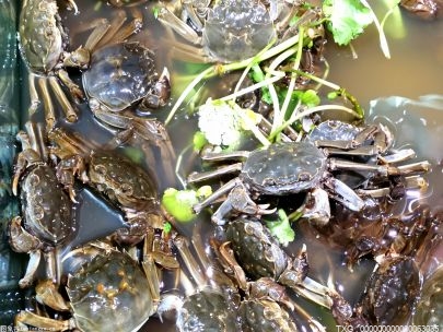 生鲜奥莱进社区减少食物浪费  高性价比比临期生鲜受青睐